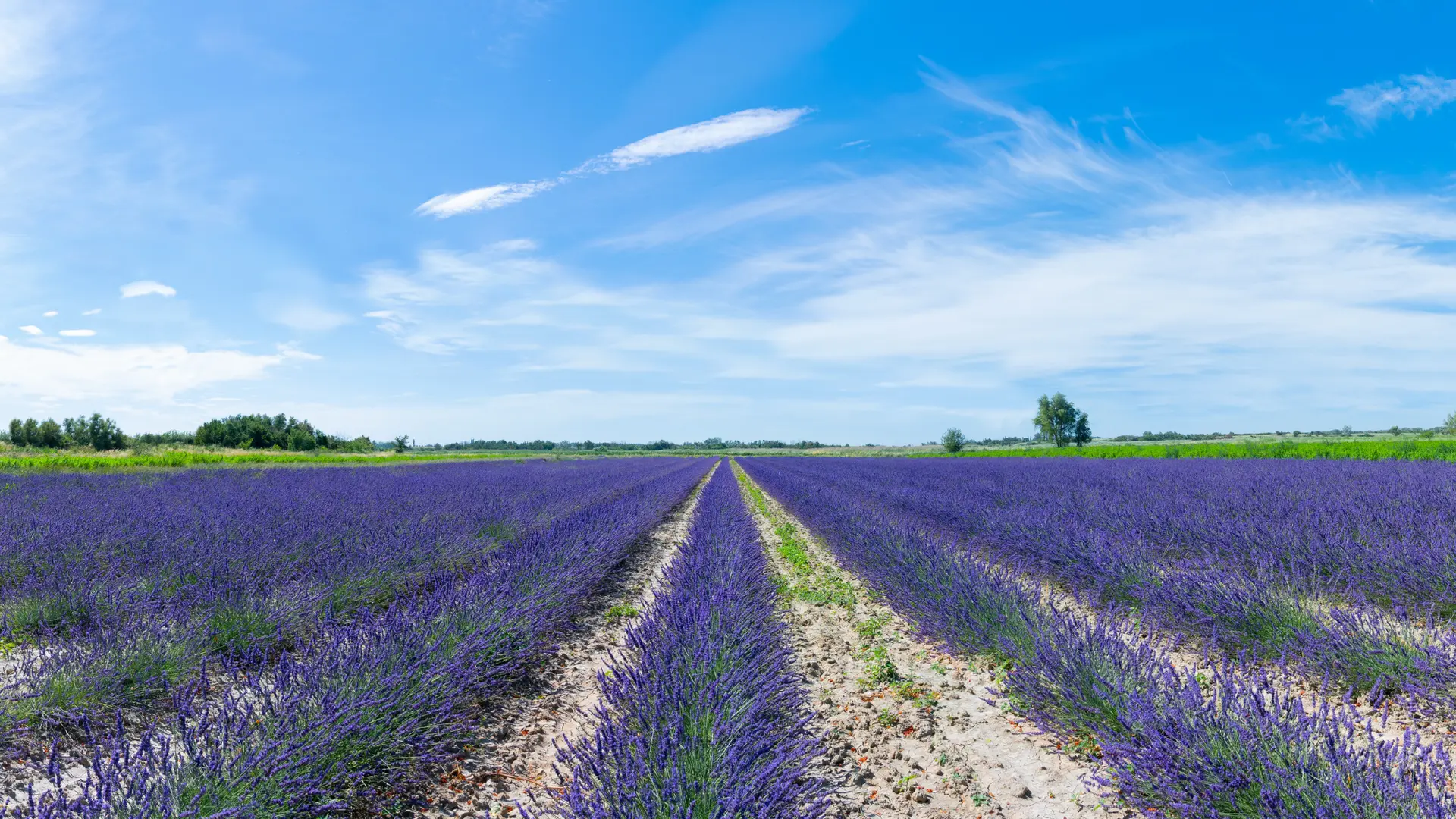 Champ de Lavande