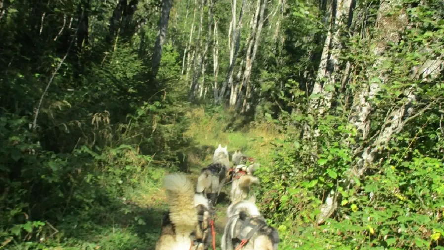 Mushing été