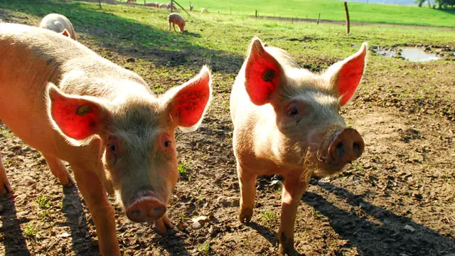 Les cochons du GAEC du Thicaud Ferme à Herbeys