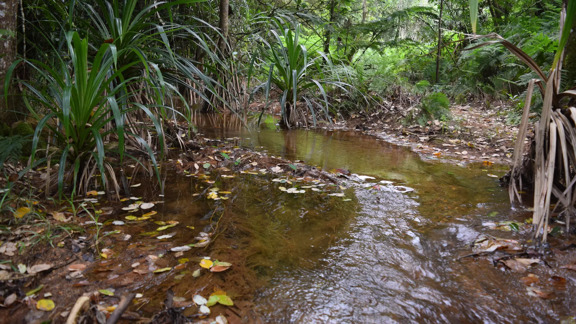 paysage, randonnée pédestre, sentier, koné tiwaka, espace de l'ouest