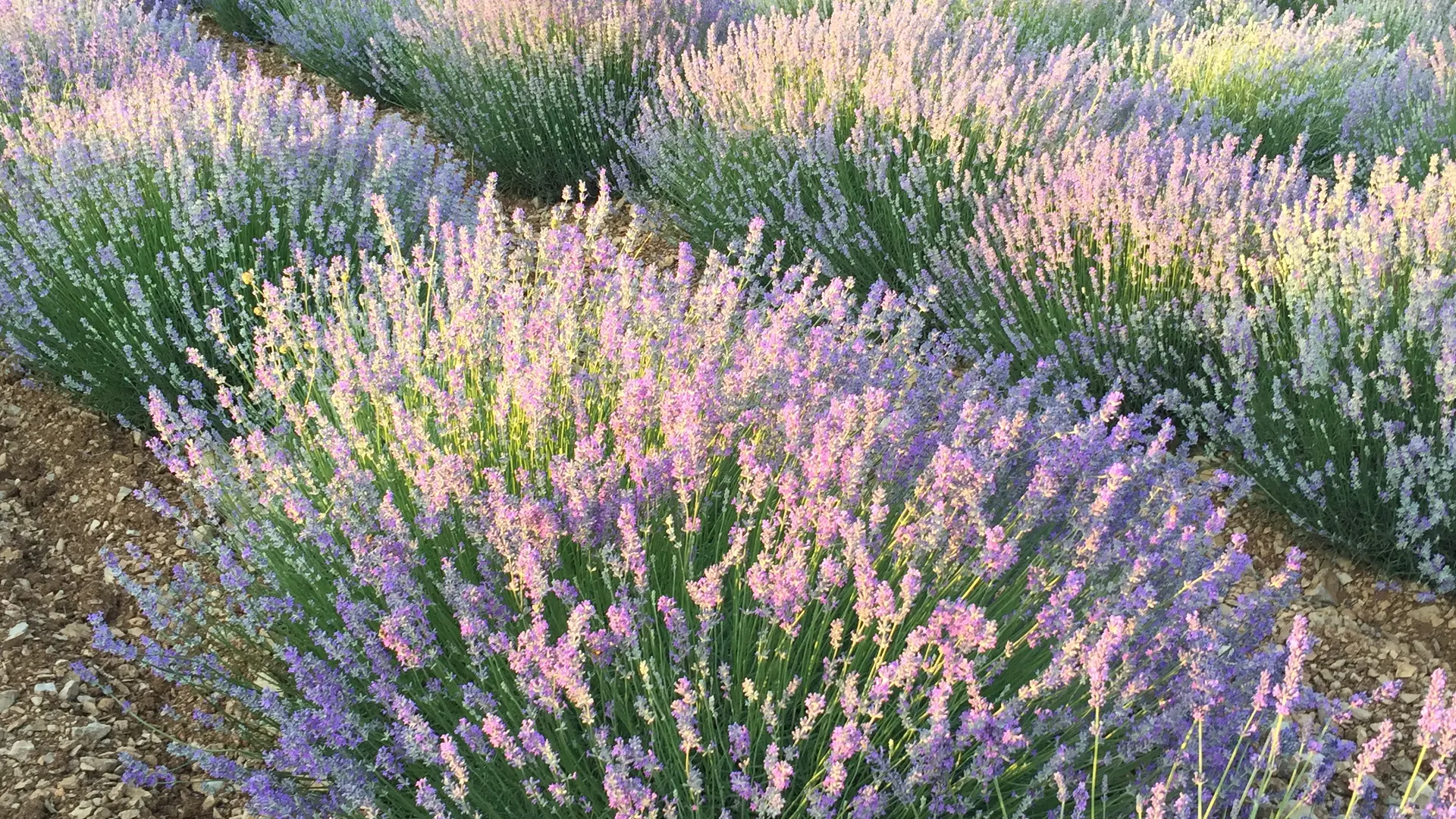 Nos champs de lavande fine bio