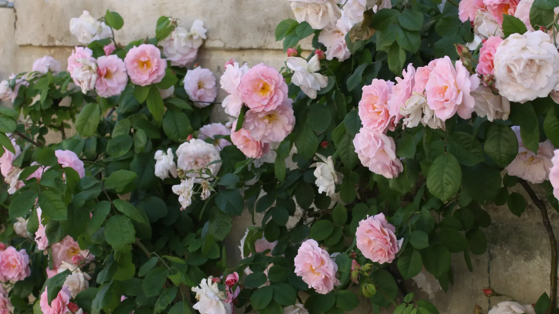 Roses et volet