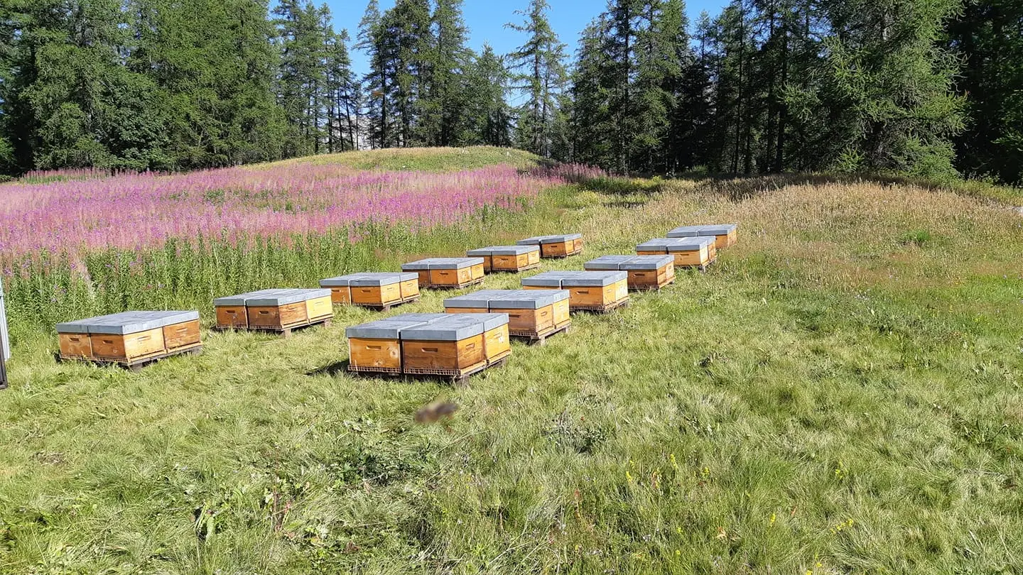 Les Ruchers des Archers