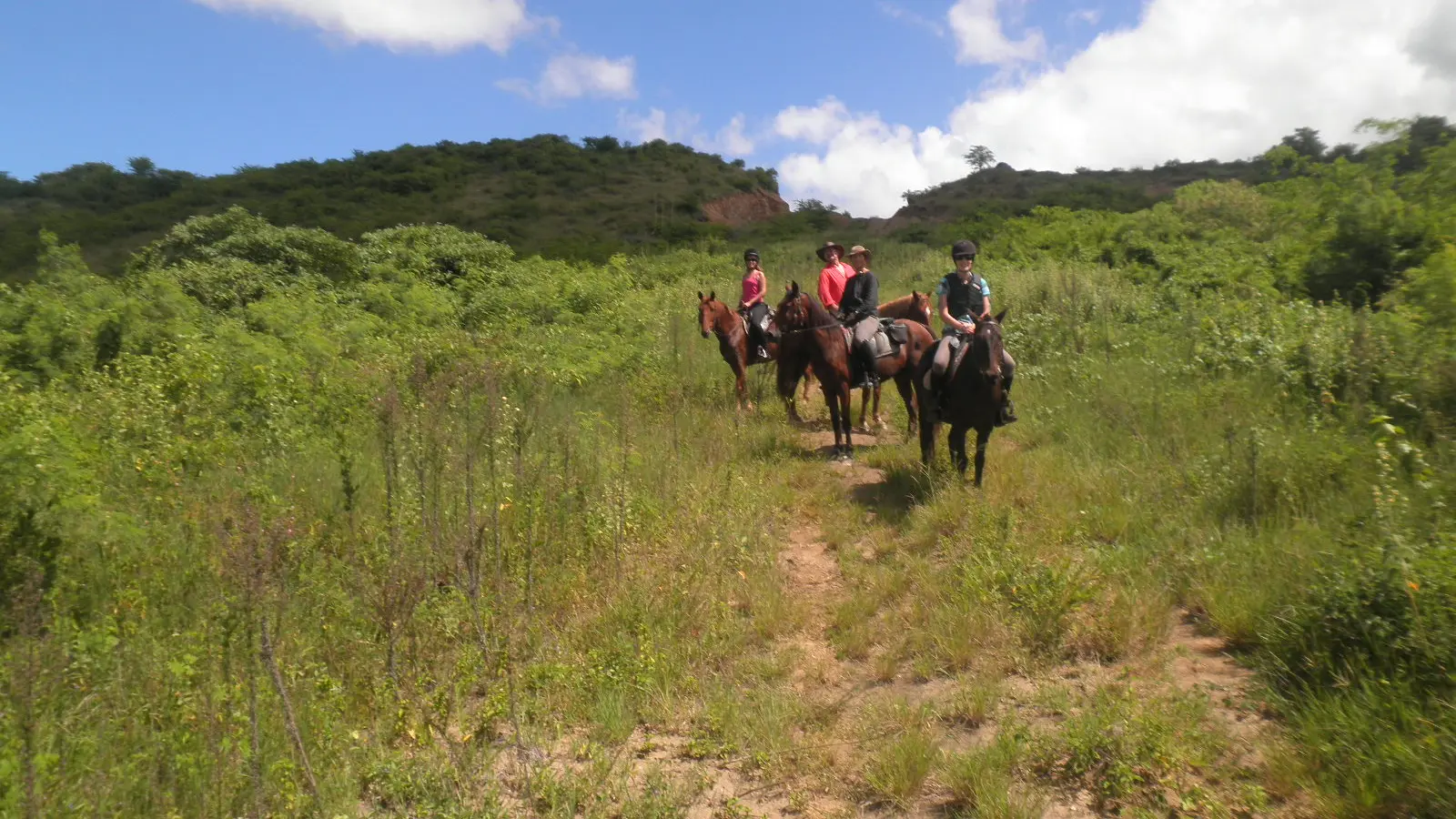 cheval, plaine, koné rando, koné, groupe