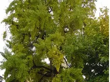 Photo arbre