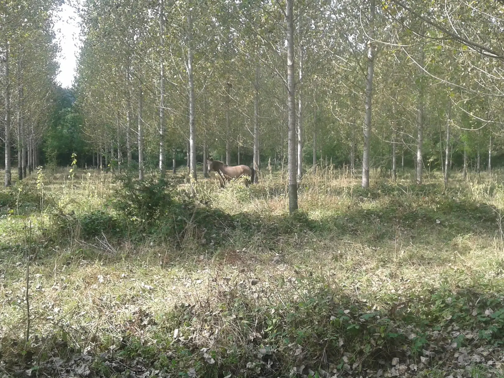 Ferme équestre cheval rando