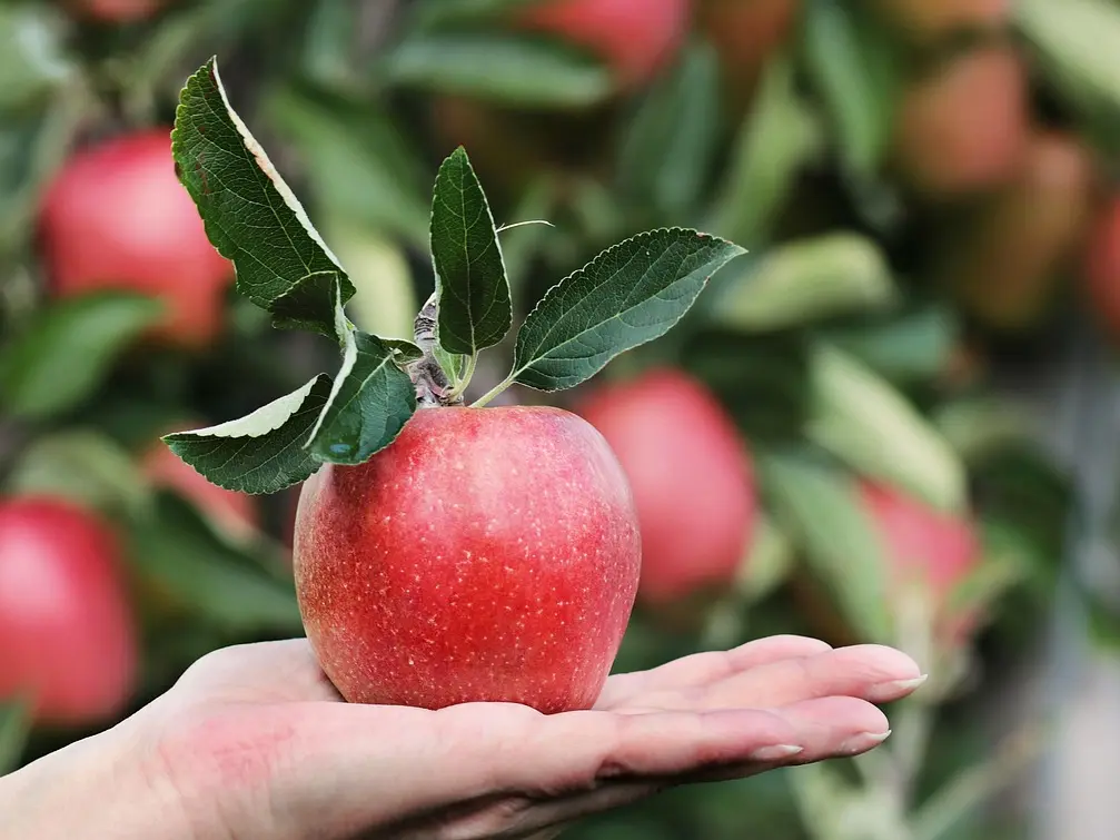 apple-2788662_1280