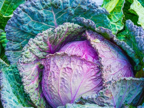 cabbage-1078163_640