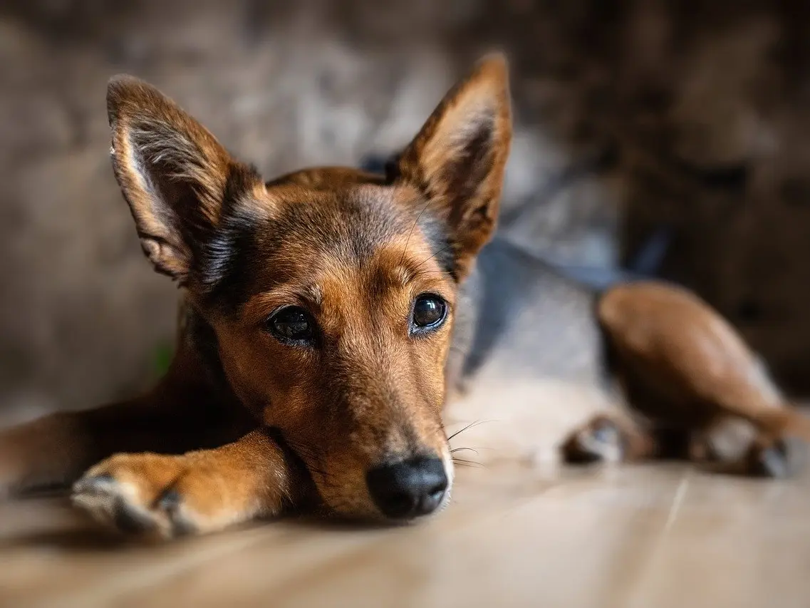 Conférence - atelier : La communication animale