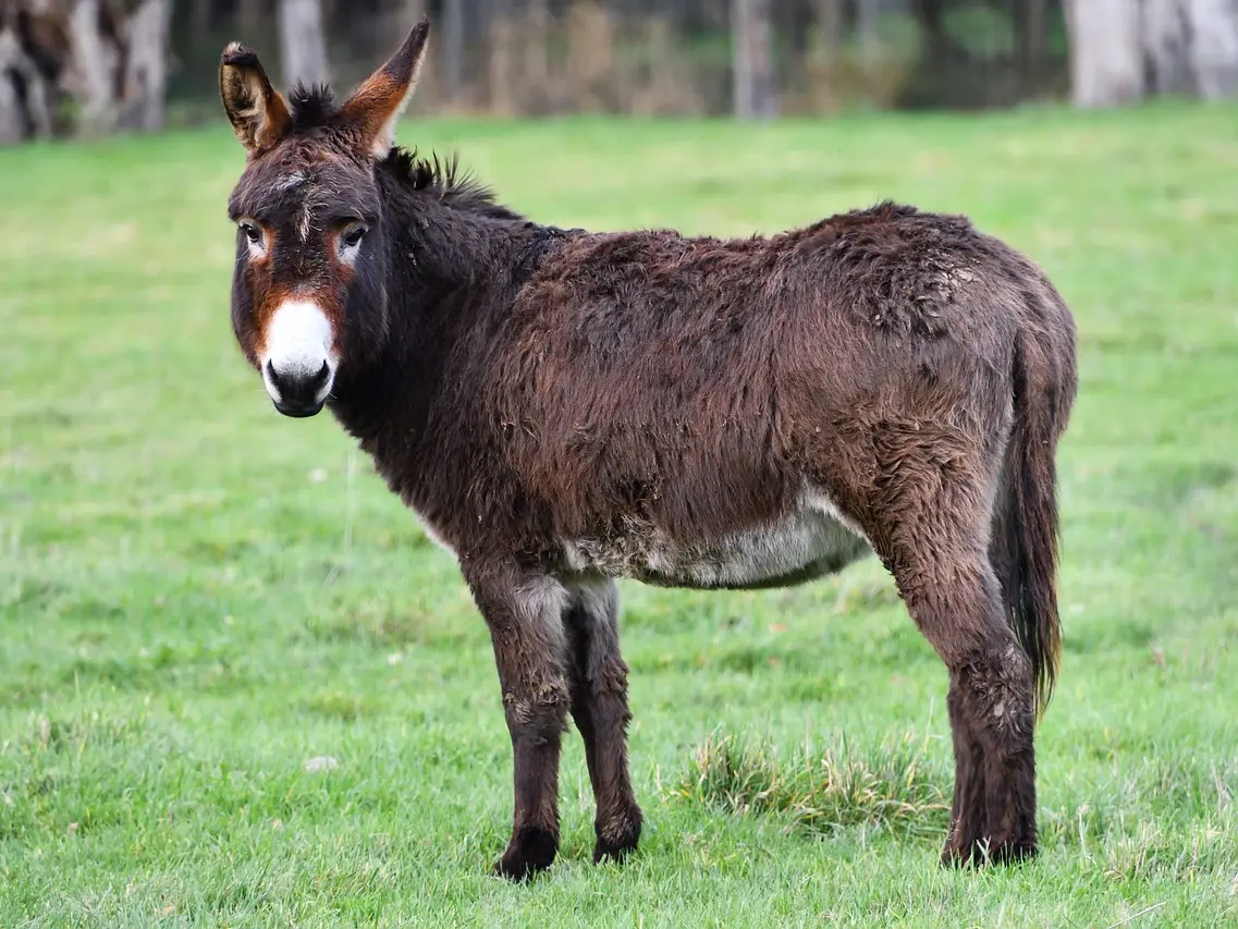 donkey-5872893_1280