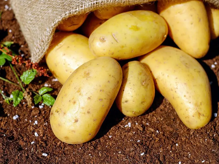 potatoes-1585075_960_720