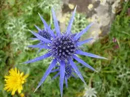 plantes-medicinales-6