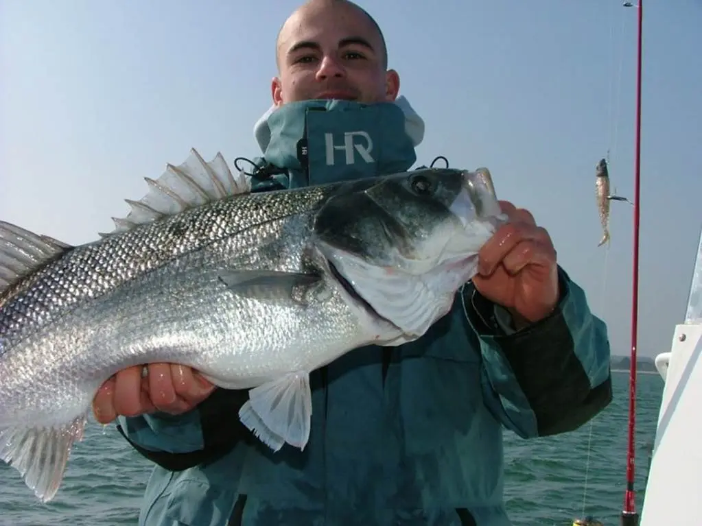 Bar-Ouf-Pêche-arzon-morbihan-bretagne sud