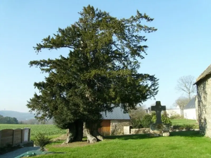 Arbre remarquable if - Ruffiac - Morbihan - Bretagne