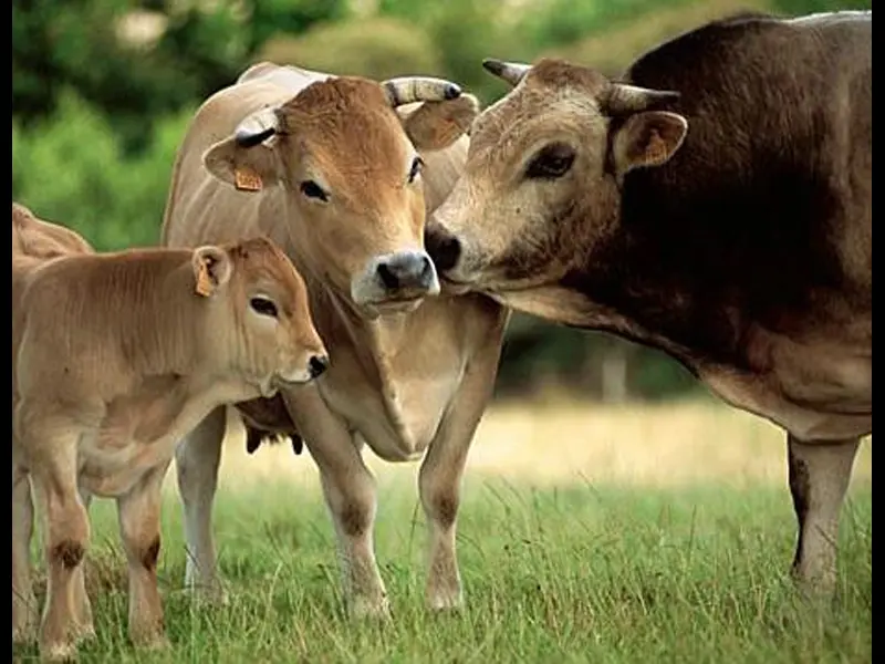Viande de boeuf