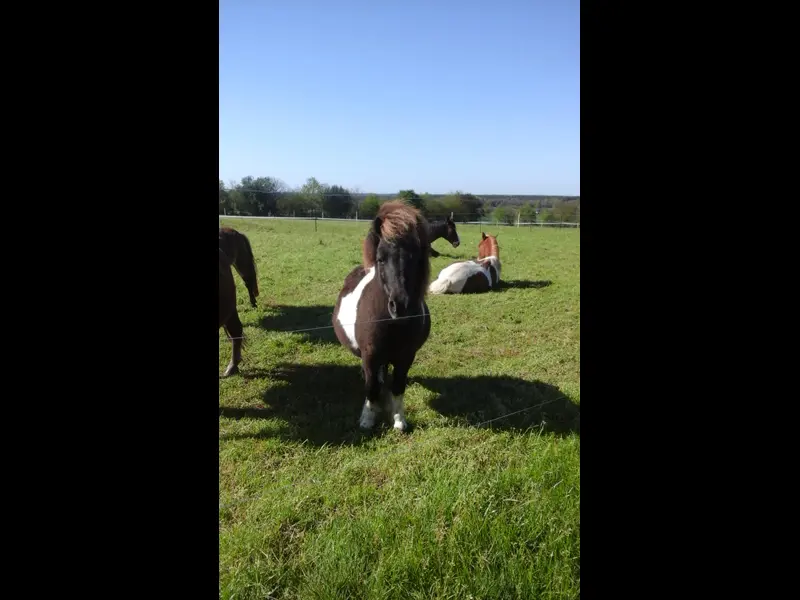 centre équestre Equilibre - Sérent