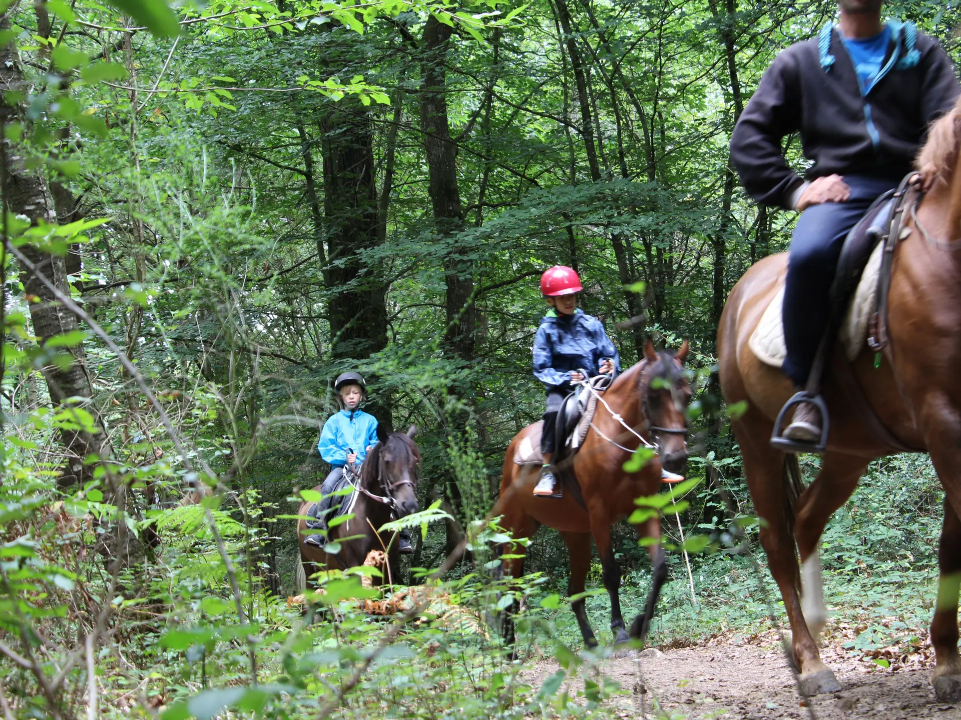 Circuit équestre en forêt