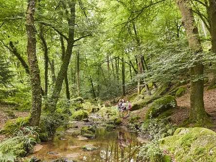La Chapelle-Neuve_circuit du Goyerdon_Forêt de Floranges