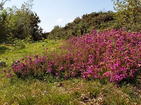 Landes du Crano_Pluméliau-Bieuzy_Vallée du Blavet©Thierry Delhorme FDC56 (2)