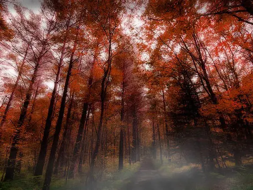 Forêt de Brocéliande