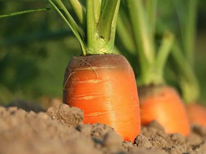 carrot-1565597_960_720
