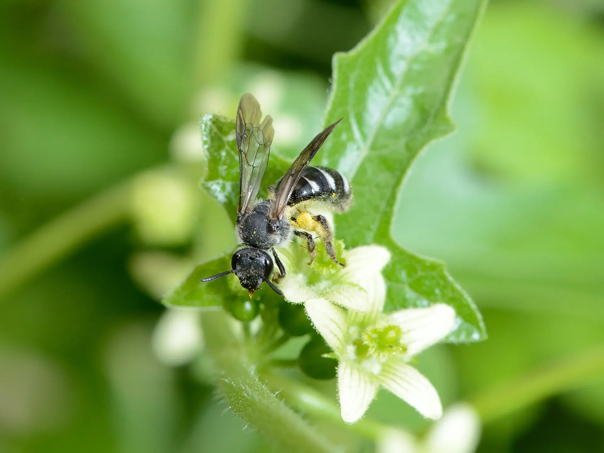47_Lasioglosssum sexnotatum female - david Genoud