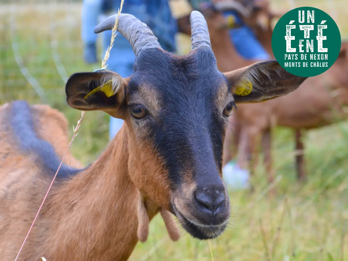 À la rencontre des producteurs - La chèvrerie d'Anne Paraud