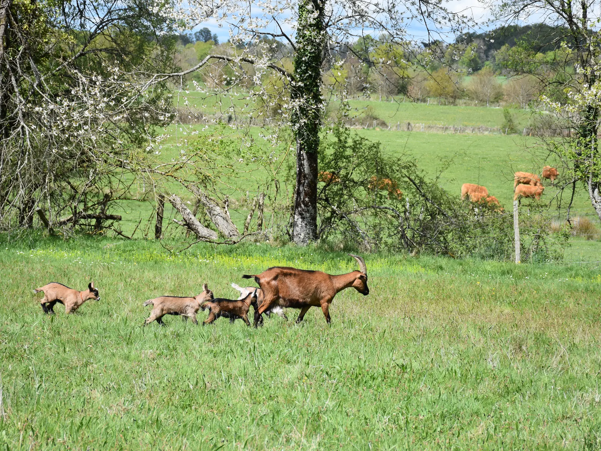 11-44_Buller avec les chèvres (1)