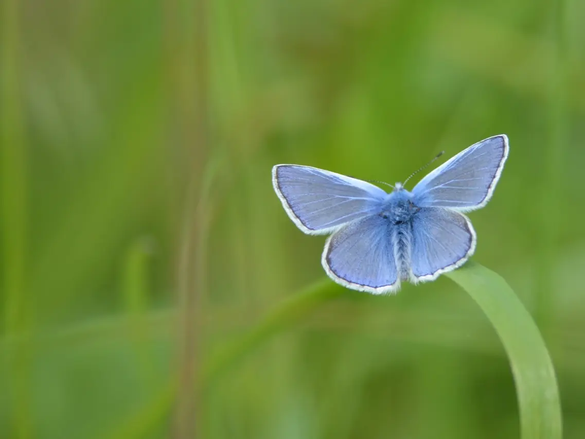 Papillon Argus_1
