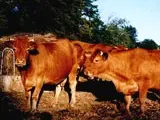 La Ferme du Mas Neuf_1
