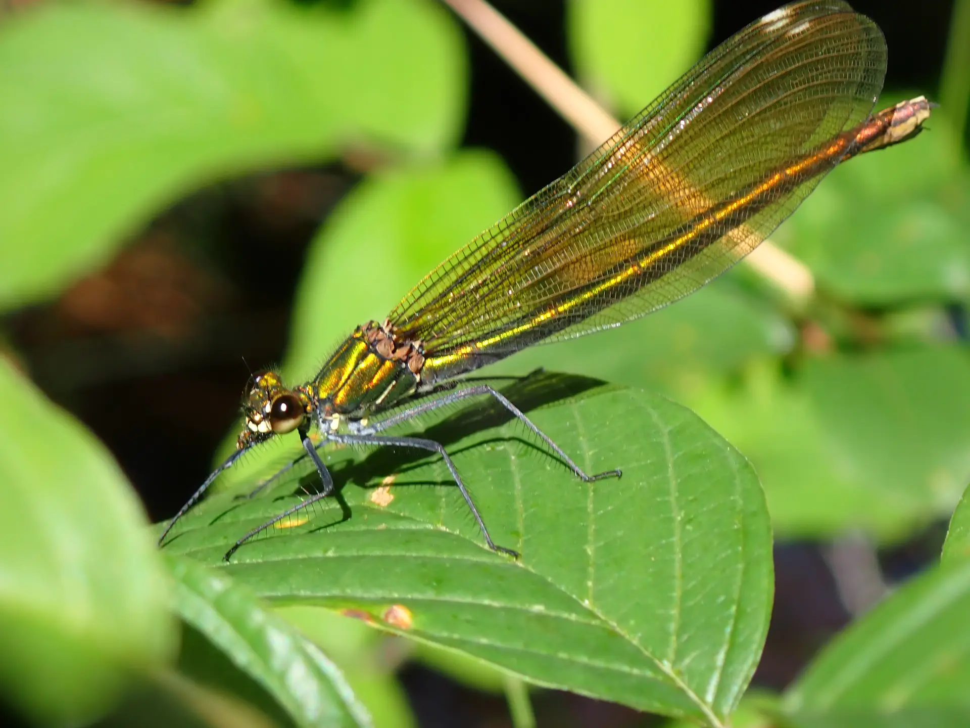 Découverte des libellules et demoiselles de la tourbière des Dauges