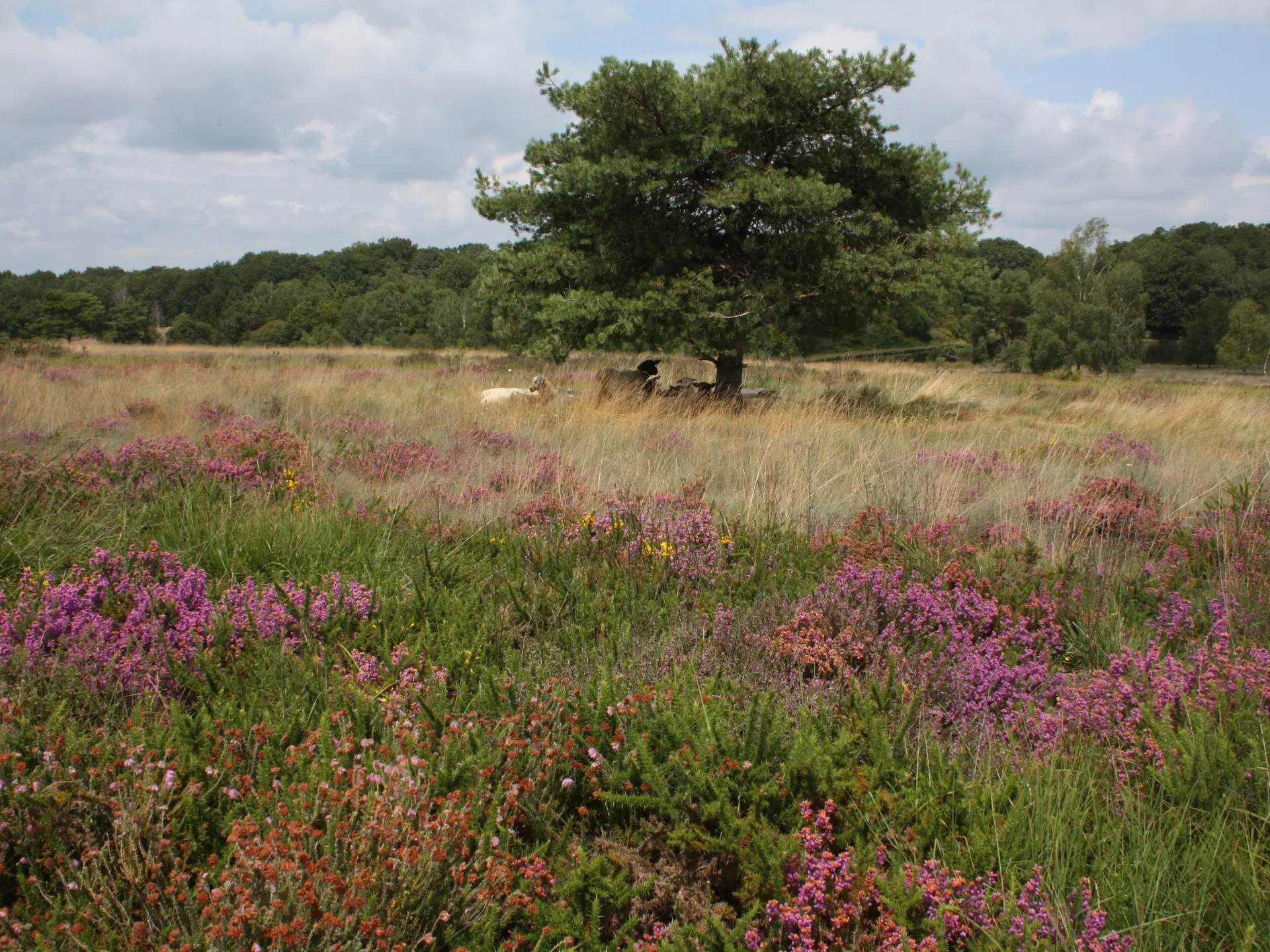 La Roche L'abeille