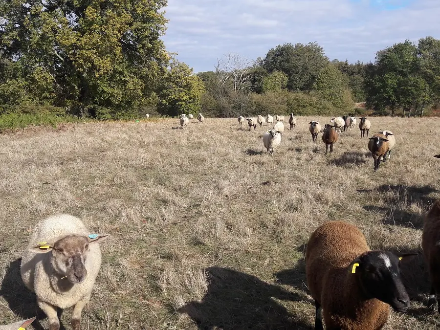 Brebis la Ferme du Bout du Chemin_1