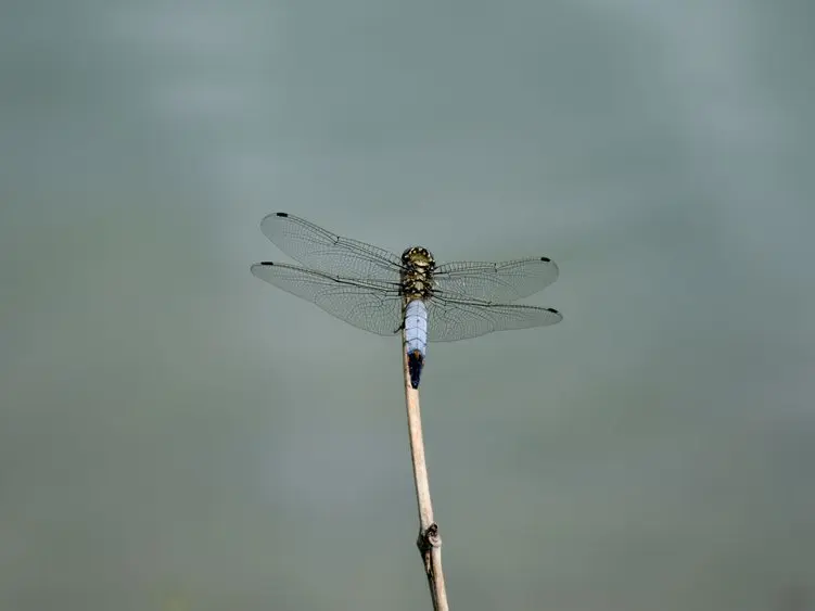 23 Orthetrum cancellatum ©M.Bach PNRPL