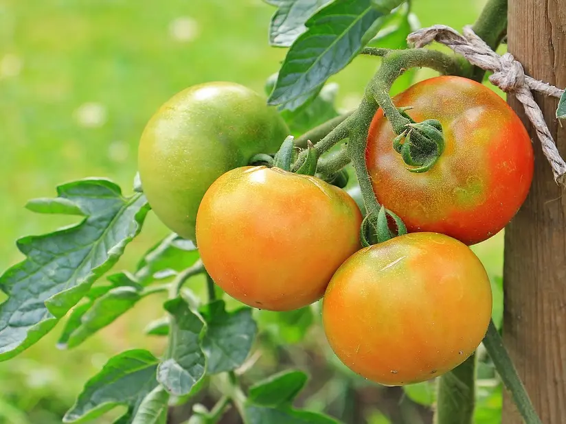 La Tomate écarlate - Solenne Bonneau_1