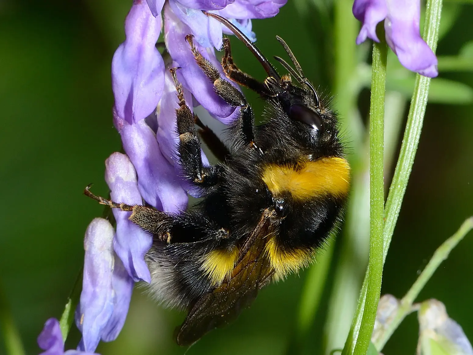 25 Bombus hortorum female - david Genoud