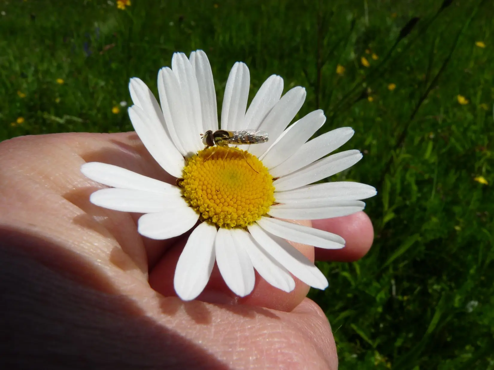 33_Qui est cet insecte ©PNRPL