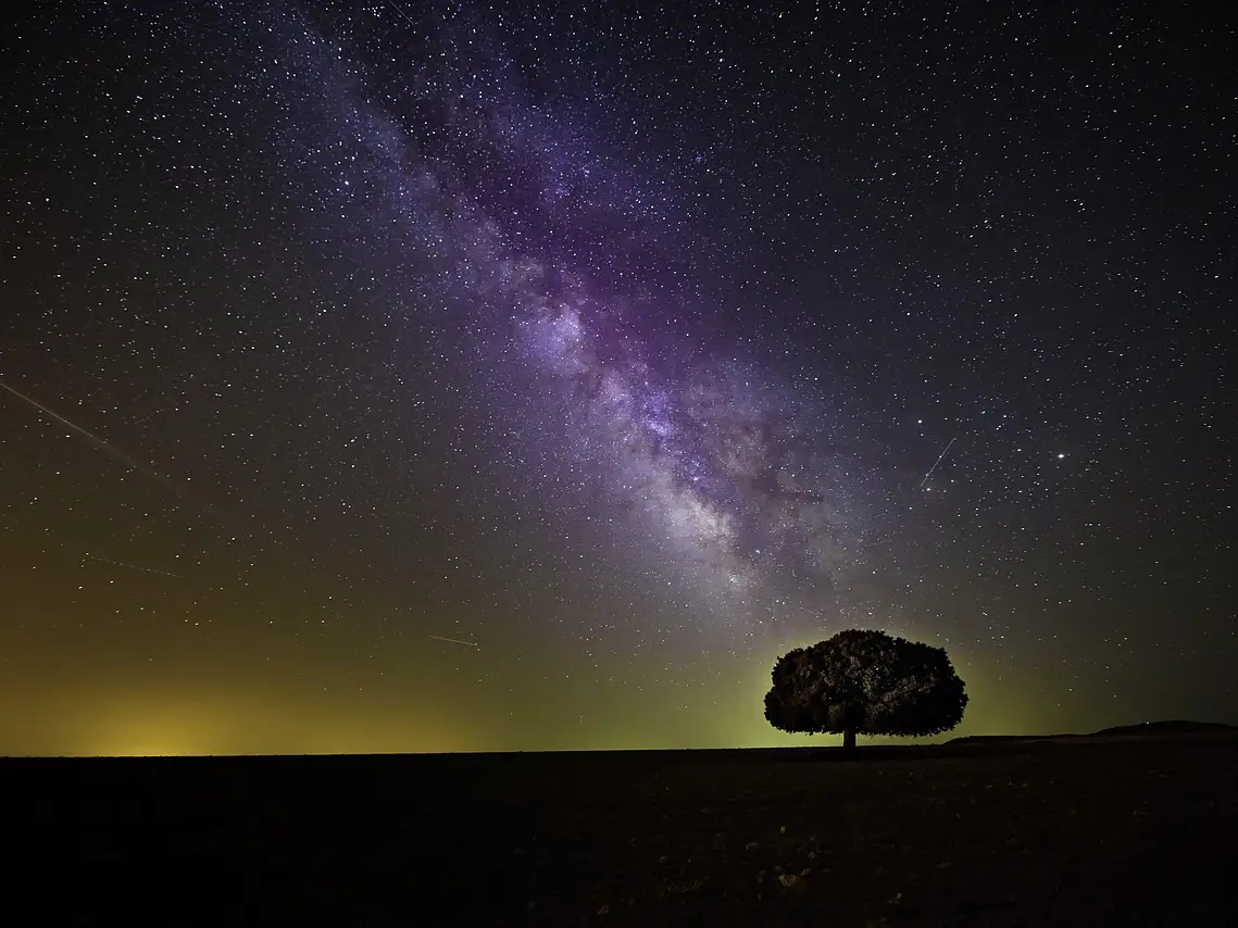 tree-1866602_1280