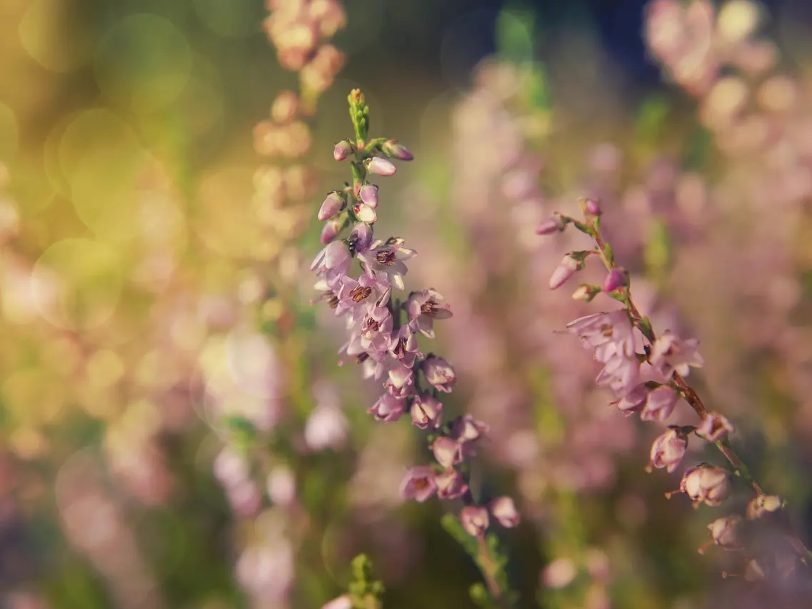 wiol5-the-background