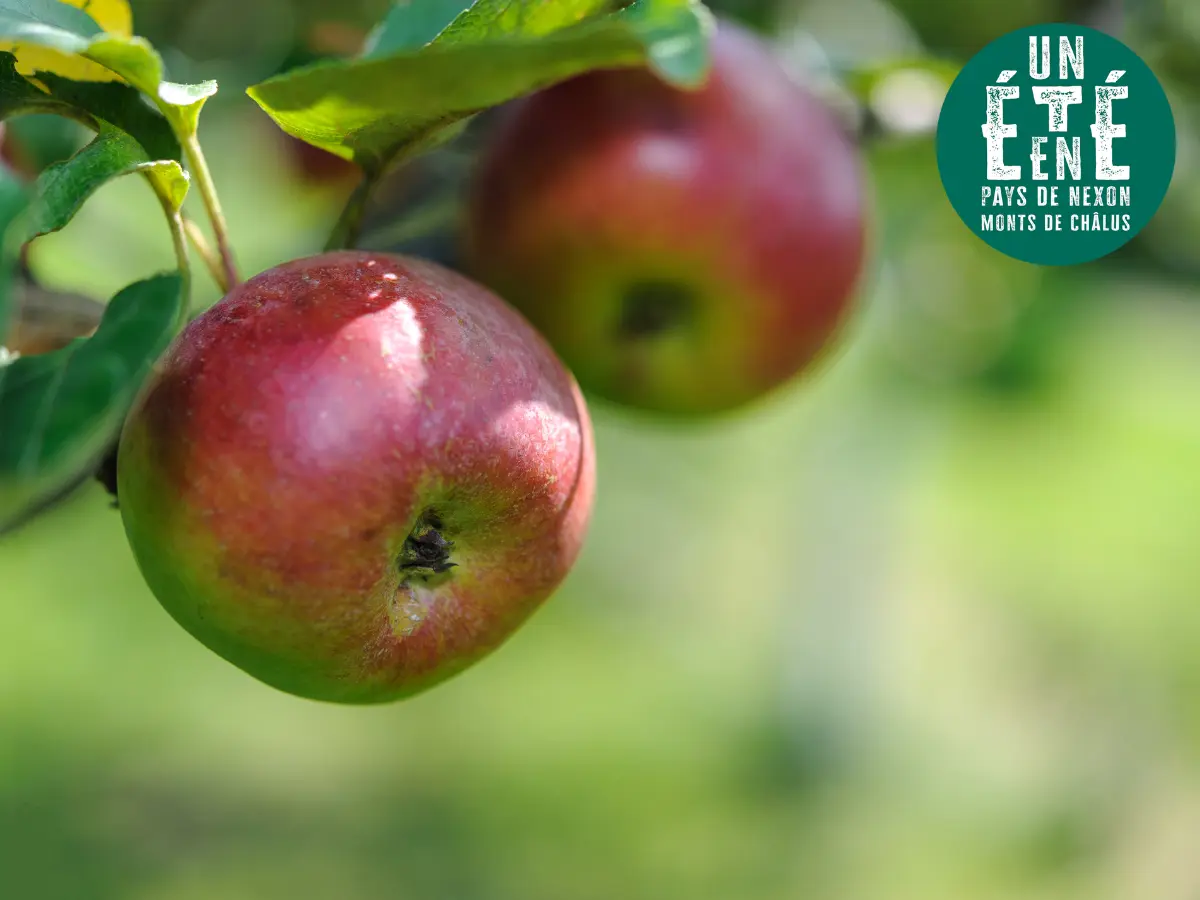 À la rencontres des producteurs - Des racines pour demain