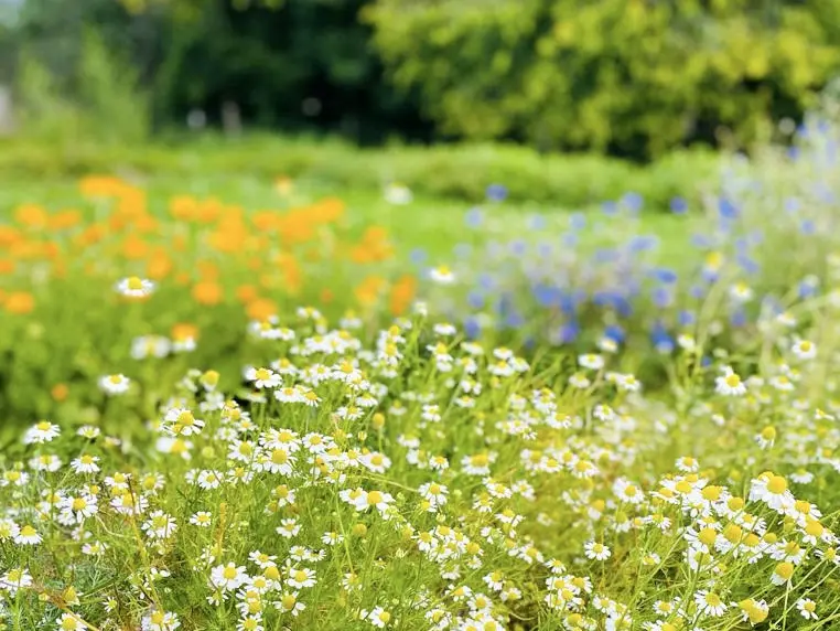 Atelier charge mentale et plantes