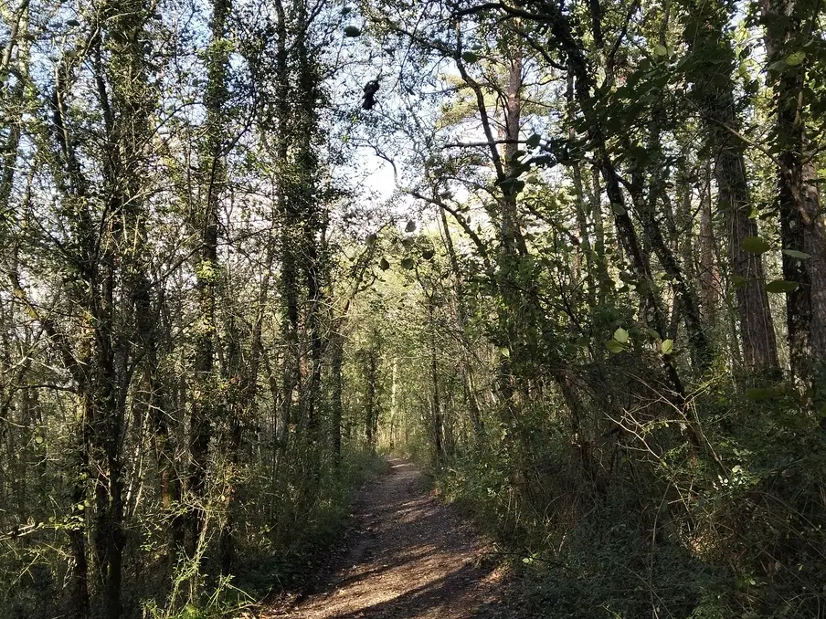 Audrix_VTT foret Ete 2025 2