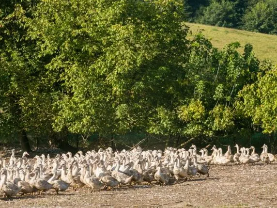 Canards-16-700x429