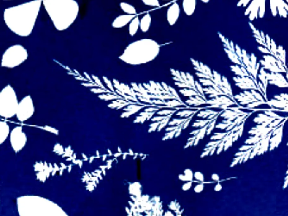 Cyanotype