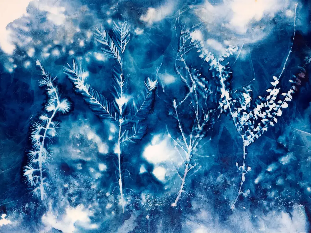 Cyanotype