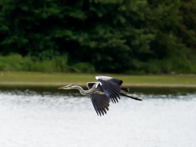 Etang de la Pouge-Crédit-Tolga Sarikose-Département de la Haute-Vienne_web