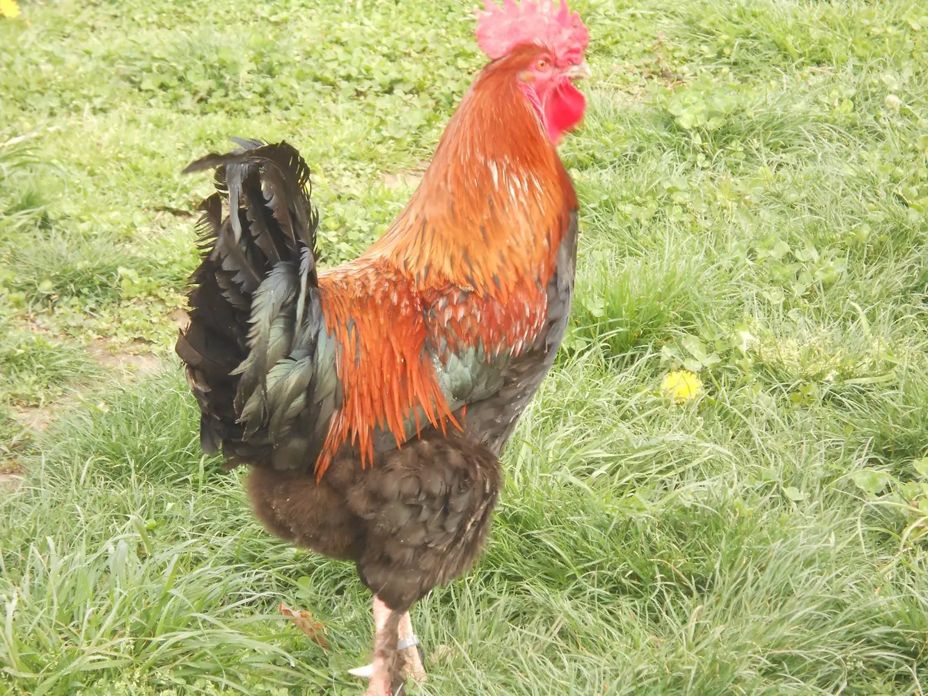 Expostion d'aviculture