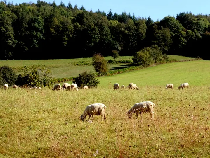 Ferme Grandchaud