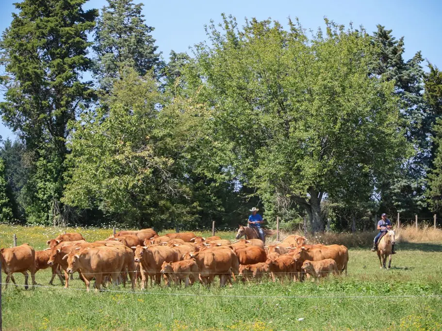 Elevage de vaches limousines et de chevaux de western