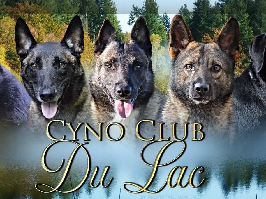 Bannière club